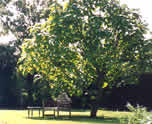 Newhouse Farm Bed & Breakfast: the garden