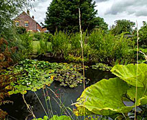 Newhouse Farm Bed & Breakfast: the pond